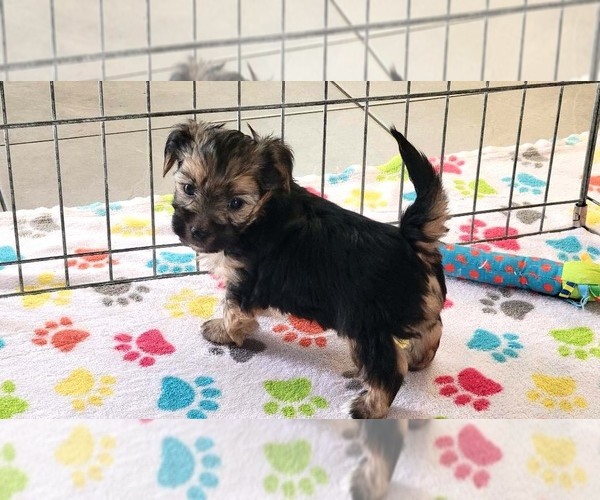 Medium Photo #2 Morkie Puppy For Sale in ORO VALLEY, AZ, USA