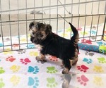 Small #1 Morkie