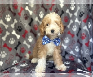 Cavapoo Puppy for sale in LAKELAND, FL, USA