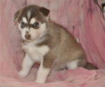 Puppy 5 Siberian Husky