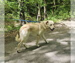 Small #3 Great Pyrenees