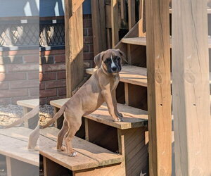 Rhianna - Female Mastiff-Unknown Mix Dog for Adoption - Photo #3