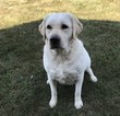 Small Photo #1 Labrador Retriever Puppy For Sale in CAMBY, IN, USA