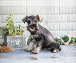 Small #2 Schnauzer (Miniature)