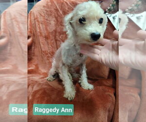 Mutt Dogs for adoption in Richmond, IN, USA