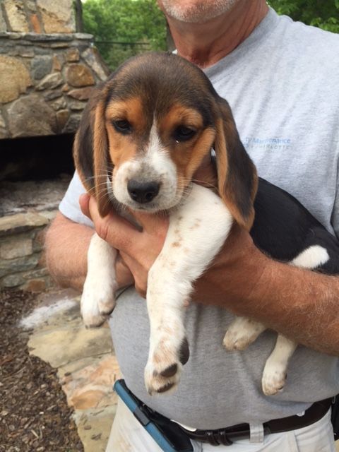 View Ad: Beagle Puppy for Sale In Greece