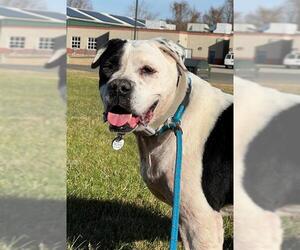 American Bulldog-Unknown Mix Dogs for adoption in Forestville, MD, USA