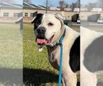 Small American Bulldog Mix