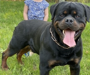 Father of the Rottweiler puppies born on 02/10/2021