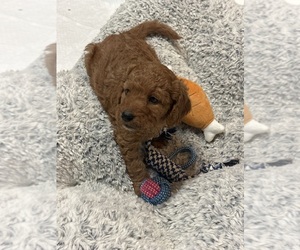 Goldendoodle (Miniature) Puppy for sale in RIVERSIDE, CA, USA