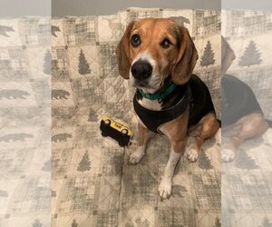 Beagle-Treeing Walker Coonhound Mix Dogs for adoption in Westminster, MD, USA