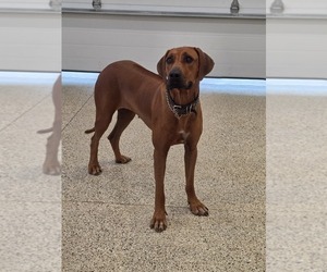 Rhodesian Ridgeback Puppy for sale in BUMPASS, VA, USA