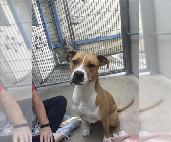 Medium Photo #1 Mutt Puppy For Sale in Burbank, CA, USA