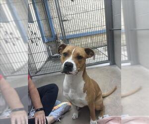 Mutt Dogs for adoption in Burbank, CA, USA