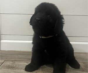 Newfoundland Puppy for sale in BLOOMFIELD, NY, USA