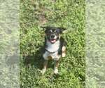 Small #1 Chihuahua