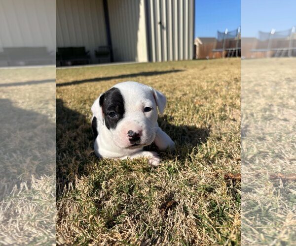 Medium Photo #2 American Staffordshire Terrier-Collie Mix Puppy For Sale in Dallas, TX, USA