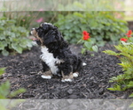 Small Photo #8 Bernedoodle (Miniature) Puppy For Sale in GOSHEN, IN, USA
