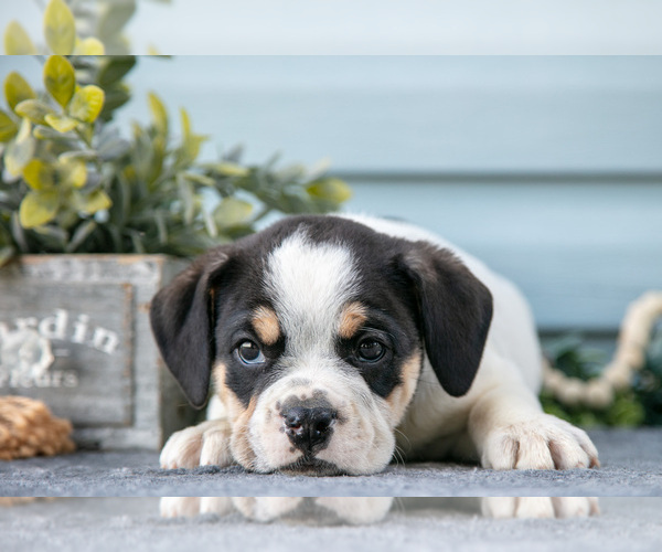 Medium Photo #13 Beabull Puppy For Sale in MILLERSBURG, OH, USA