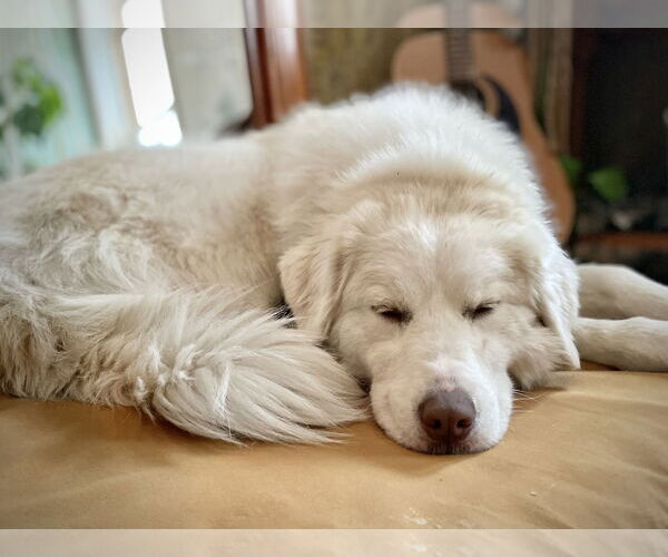 Medium Photo #4 Great Pyrenees Puppy For Sale in Bountiful, UT, USA