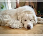 Small #3 Great Pyrenees