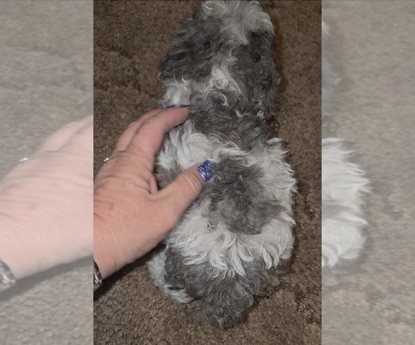 Medium Photo #9 Poodle (Toy) Puppy For Sale in DYERSBURG, TN, USA