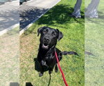 Small #1 Labrador Retriever Mix