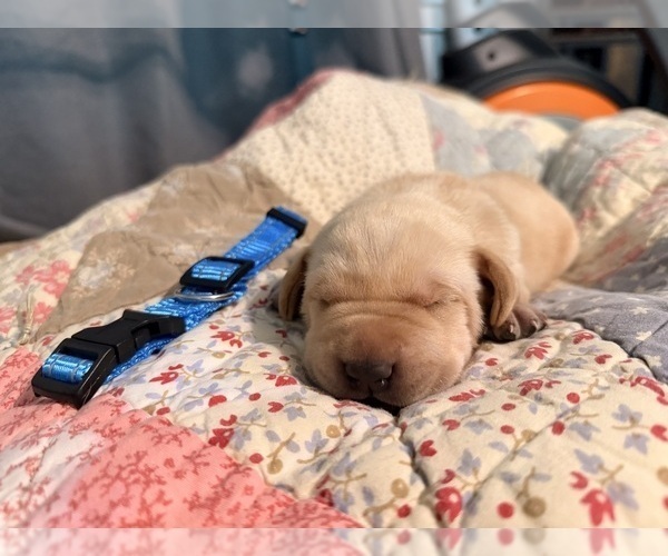 Medium Photo #2 Labrador Retriever Puppy For Sale in SUMMERVILLE, SC, USA