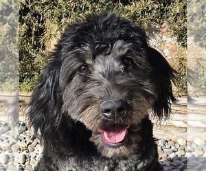 Australian Shepherd Dogs for adoption in Albuquerque, NM, USA