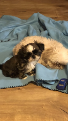Father of the Shih Tzu puppies born on 12/01/2018