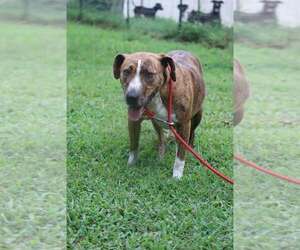 Lacey - Female Boxador Dog for Adoption - Photo #6