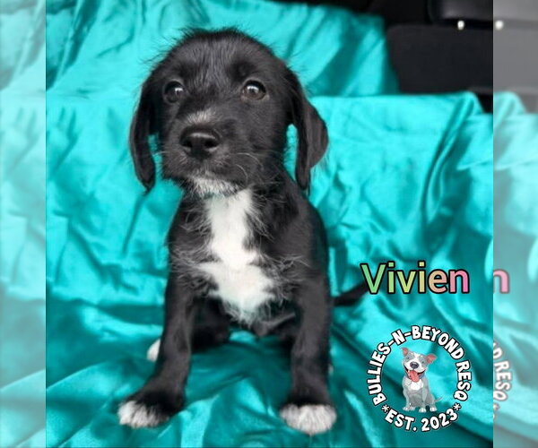 Medium Photo #2 Mutt Puppy For Sale in Omaha, NE, USA