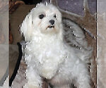 Small Photo #1 Morkie Puppy For Sale in CASSVILLE, MO, USA