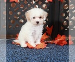Small #2 Bichpoo