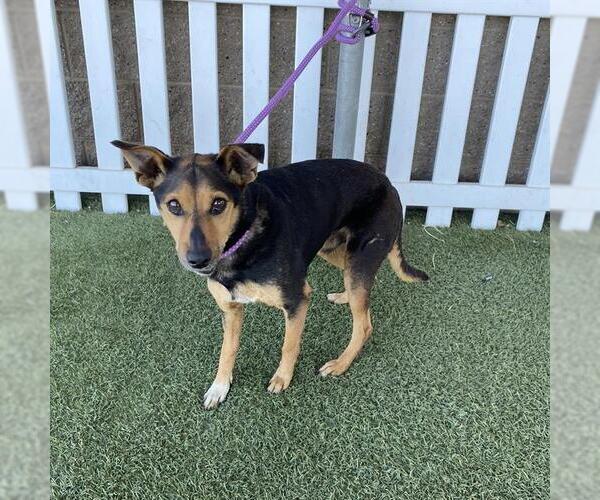 Medium Photo #1 Miniature Pinscher-Unknown Mix Puppy For Sale in Modesto, CA, USA