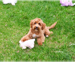 Small #2 Goldendoodle mix (+ Poodle Miniature)