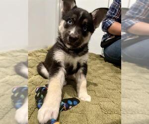 Medium Huskies  Mix