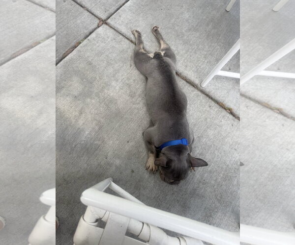 Medium Photo #4 French Bulldog Puppy For Sale in St. Louis Park, MN, USA