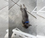 Small #3 French Bulldog
