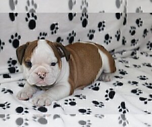 English Bulldog Puppy for sale in HOLLYWOOD, FL, USA