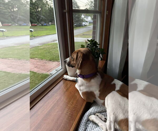 Medium Photo #11 Mutt Puppy For Sale in pomfret, CT, USA