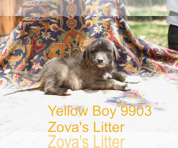 Medium Photo #1 Anatolian Shepherd Puppy For Sale in SELMA, OR, USA
