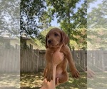 Small Photo #2 Labradoodle Puppy For Sale in THE WOODLANDS, TX, USA