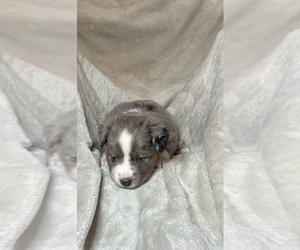 Miniature Australian Shepherd Puppy for sale in WOODLAKE, CA, USA