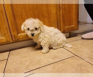 Shih-Poo Puppy for sale in TULARE, CA, USA