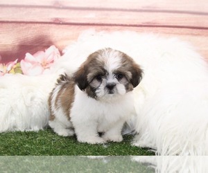 Shih Tzu Puppy for sale in MARIETTA, GA, USA