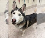 Small Siberian Husky