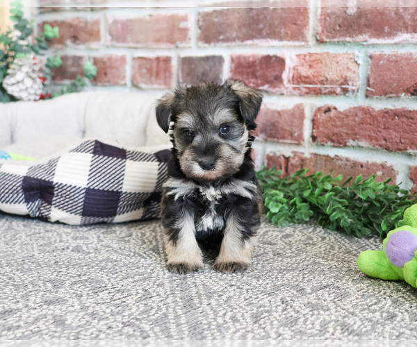 Medium Photo #10 Schnauzer (Miniature) Puppy For Sale in SYRACUSE, IN, USA