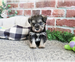 Small #9 Schnauzer (Miniature)