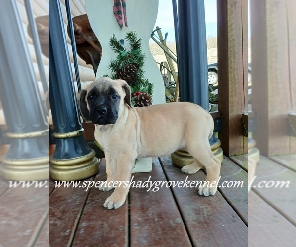 Medium Photo #14 Mastiff Puppy For Sale in CABOOL, MO, USA